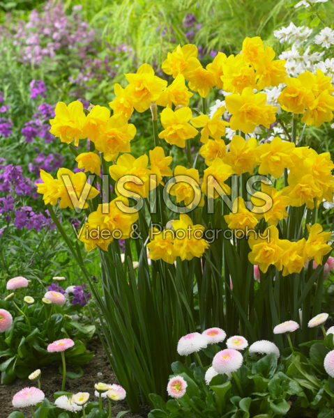 Narcissus Golden Delicious Narcissus Golden Delicious