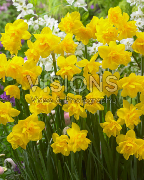 Narcissus Golden Delicious Narcissus Golden Delicious