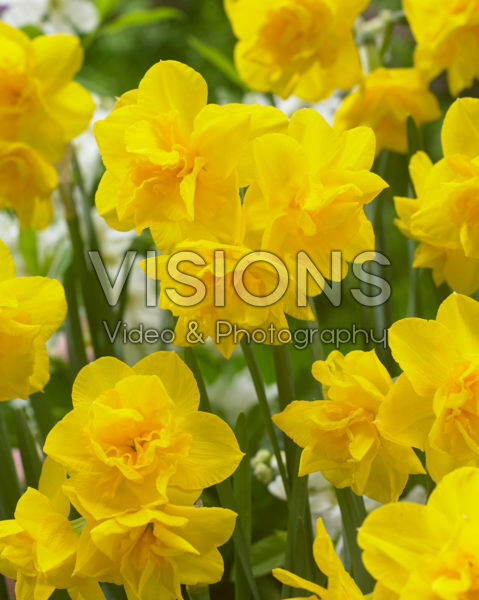 Narcissus Golden Delicious