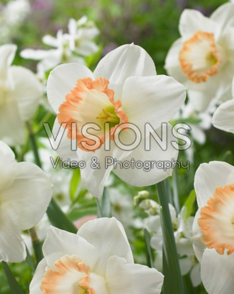 Narcissus Spring Pride Narcissus Spring Pride