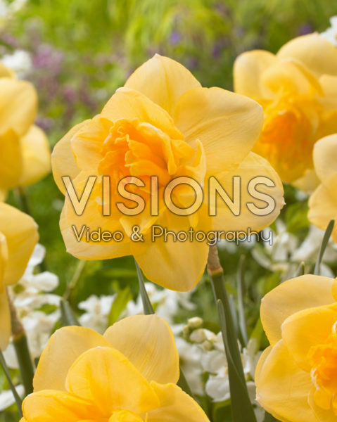 Narcissus Orange Juice Narcissus Orange Juice