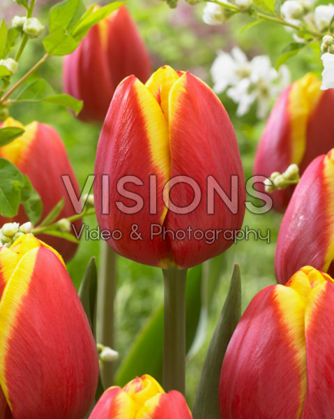 Tulipa Rambo Tulipa Rambo
