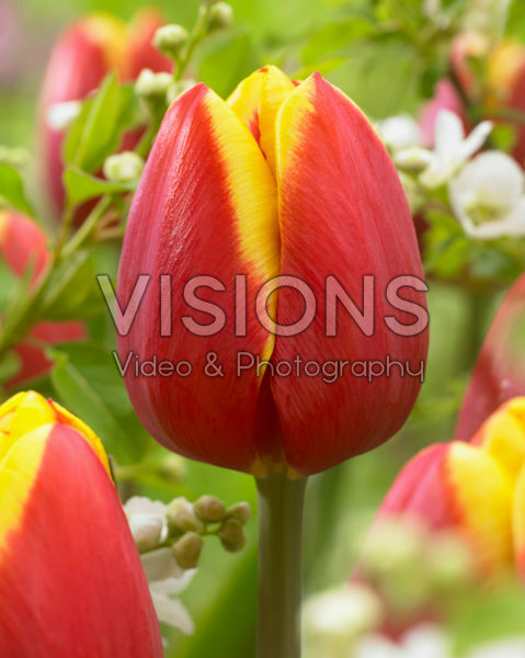Tulipa Rambo Tulipa Rambo