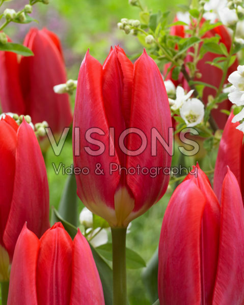 Tulipa Purissima Red Tulipa Purissima Red