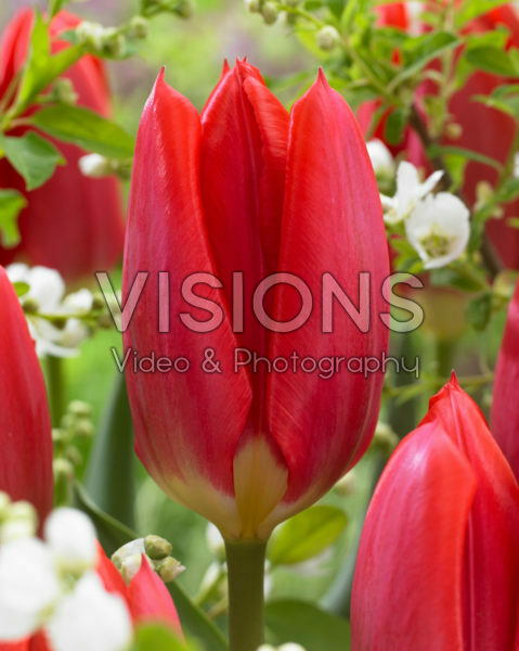 Tulipa Purissima Red