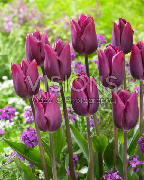 Tulipa High Five