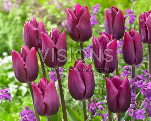Tulipa High Five Tulipa High Five