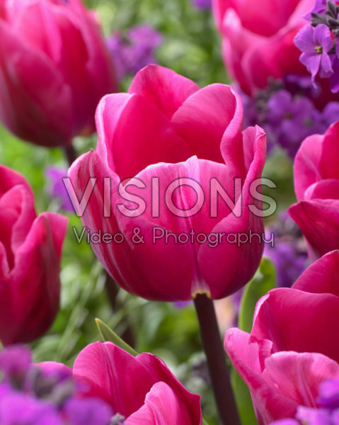Tulipa Anna Paulowna Tulipa Anna Paulowna