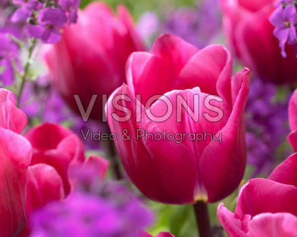 Tulipa Anna Paulowna