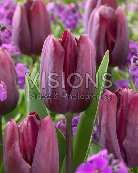 Tulipa Caviar®