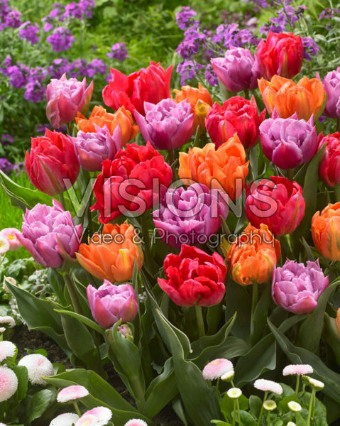 Tulipa dubbelbloemig gemengd Tulipa dubbelbloemig gemengd