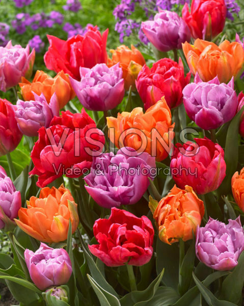 Tulipa dubbelbloemig gemengd Tulipa dubbelbloemig gemengd