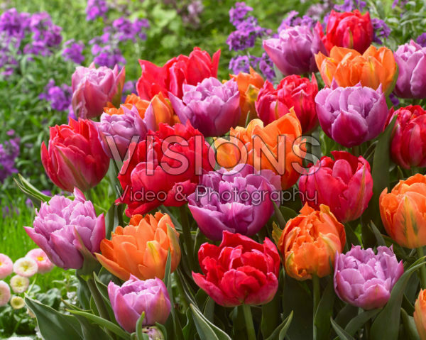Tulipa dubbelbloemig gemengd Tulipa dubbelbloemig gemengd