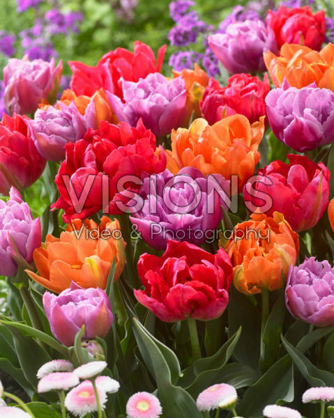 Tulipa dubbelbloemig gemengd Tulipa dubbelbloemig gemengd