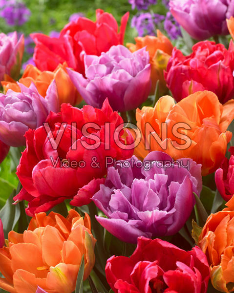 Tulipa dubbelbloemig gemengd Tulipa dubbelbloemig gemengd