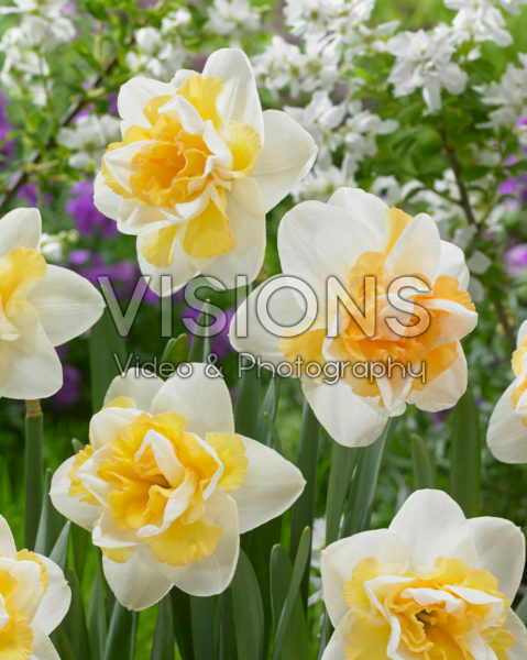 Narcissus Golden Pearl Narcissus Golden Pearl