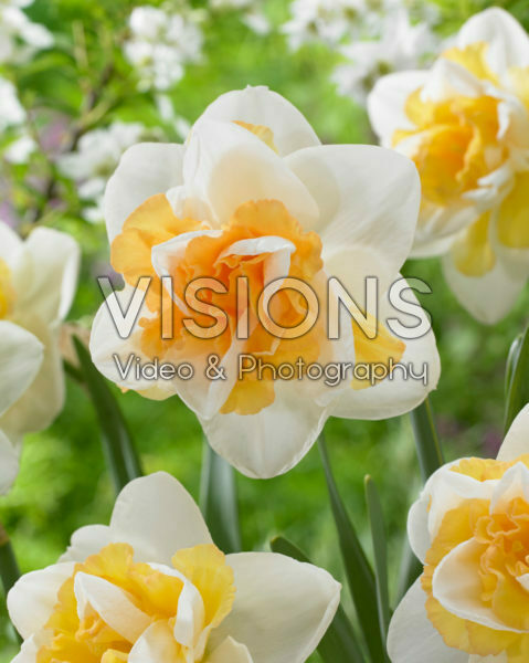 Narcissus Golden Pearl Narcissus Golden Pearl