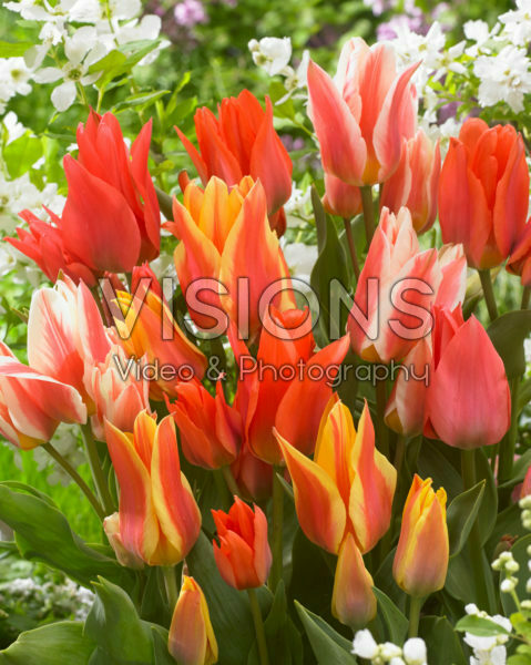 Tulipa Canada mix Tulipa Canada mix