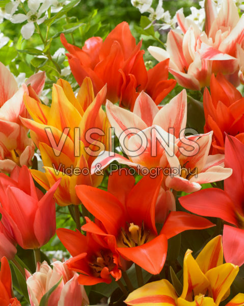 Tulipa Canada mix