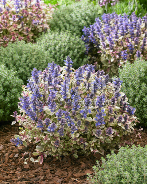 Ajuga Princess Nadia Ajuga Princess Nadia