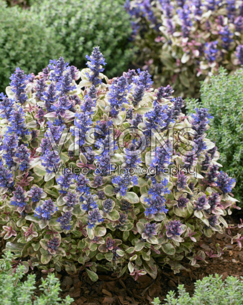 Ajuga Princess Nadia Ajuga Princess Nadia