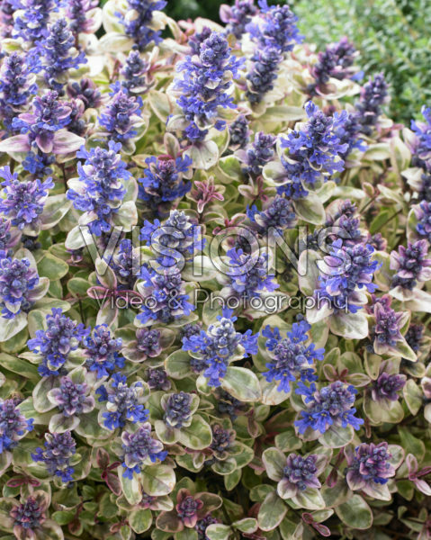 Ajuga Princess Nadia Ajuga Princess Nadia