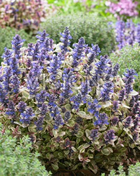 Ajuga Princess Nadia