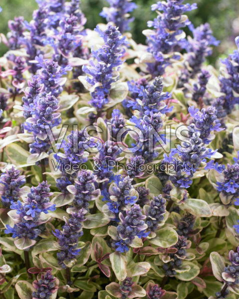 Ajuga Princess Nadia