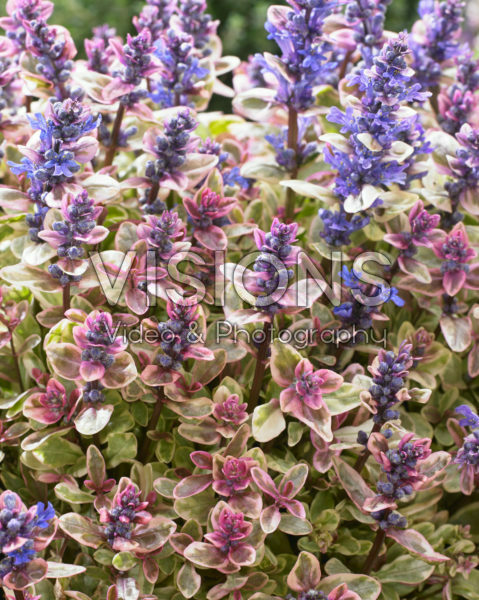 Ajuga Princess Nadia Ajuga Princess Nadia
