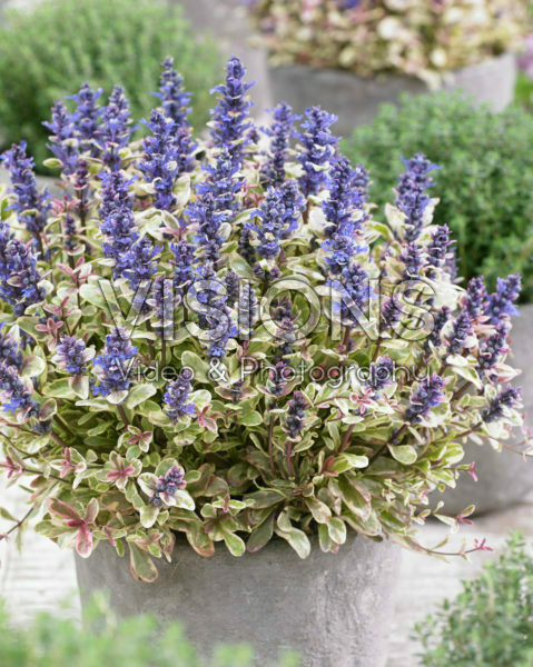 Ajuga Princess Nadia Ajuga Princess Nadia
