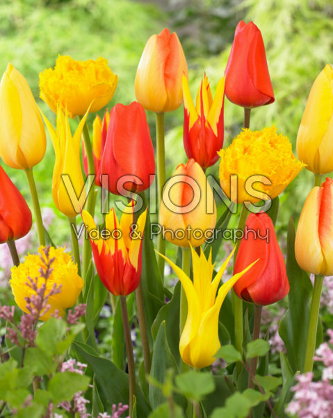 Tulipa mix Tulipa mix