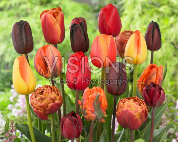 Tulipa mix Tulipa mix