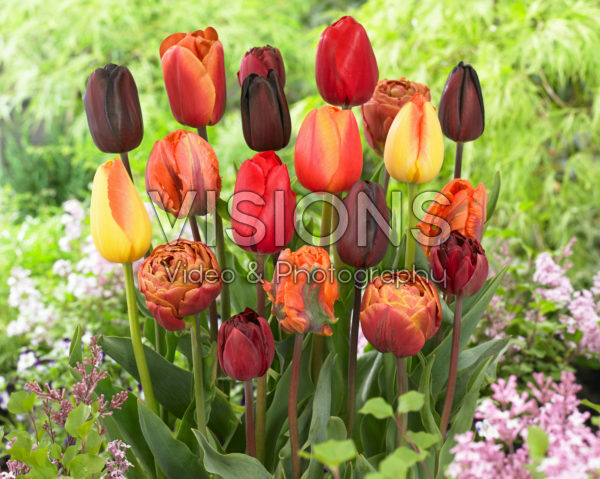 Tulipa mix Tulipa mix