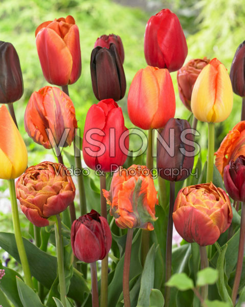 Tulipa mix Tulipa mix