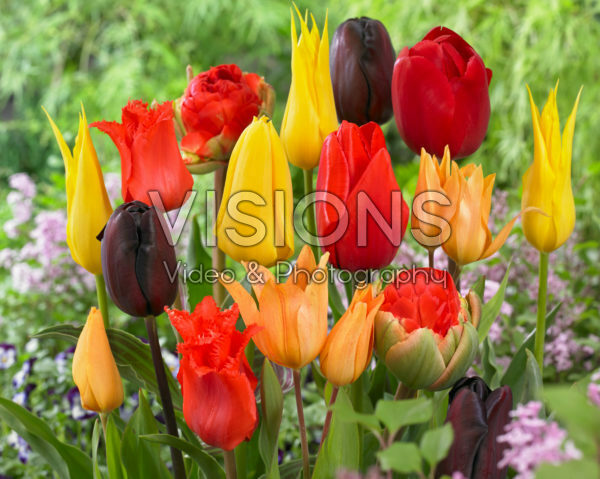 Tulipa mix Tulipa mix