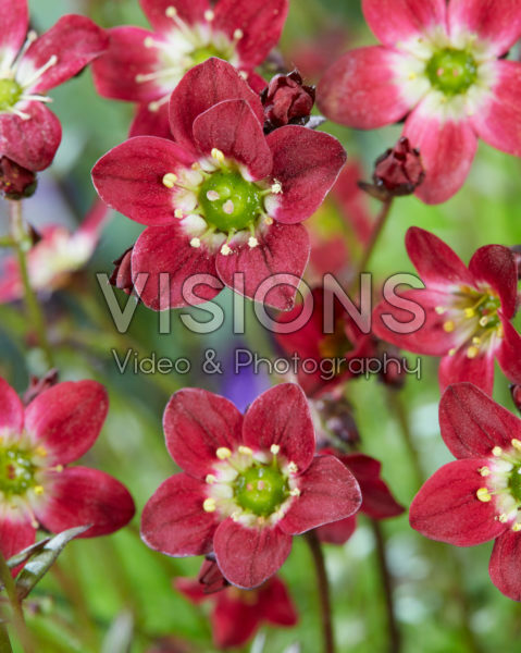 Saxifraga Purpurteppich Saxifraga Purpurteppich