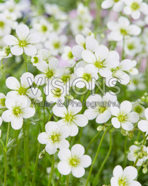 Saxifraga Schneeteppich Saxifraga Schneeteppich