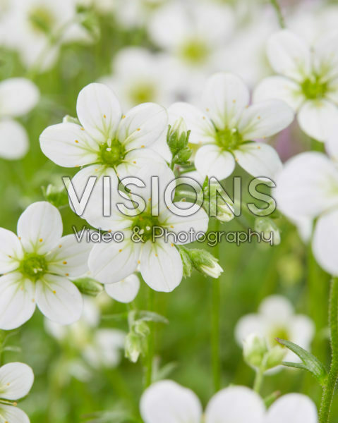 Saxifraga Schneeteppich Saxifraga Schneeteppich
