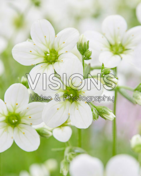 Saxifraga Schneeteppich