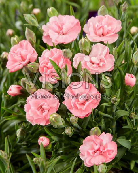 Dianthus Pink Faganza Dianthus Pink Faganza