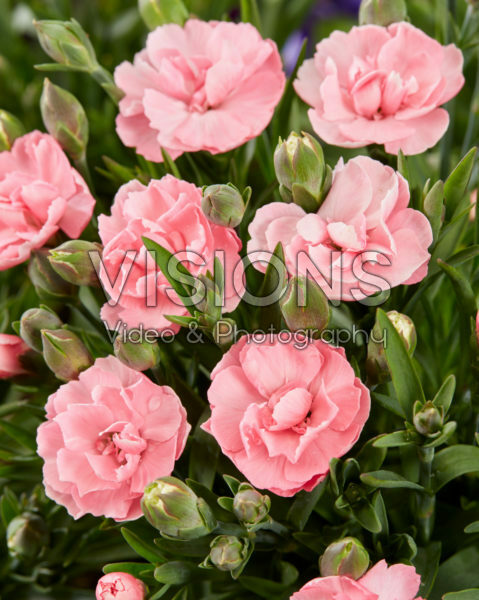Dianthus Pink Faganza Dianthus Pink Faganza