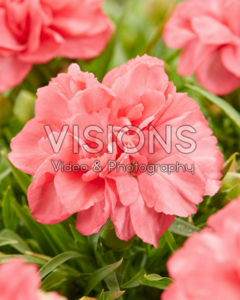 Dianthus Jolina