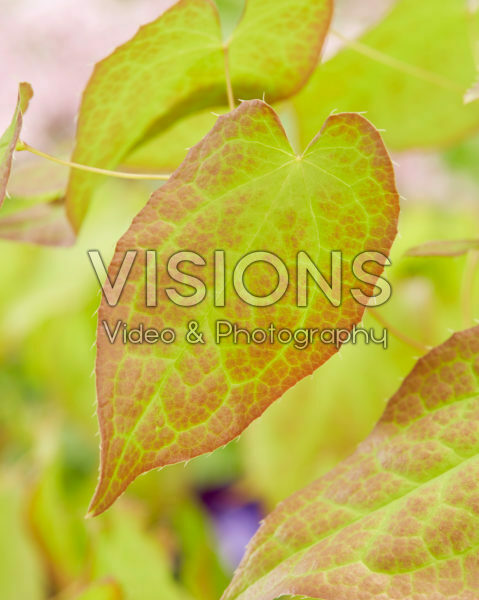 Epimedium x rubrum Epimedium x rubrum