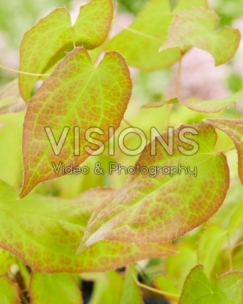 Epimedium x rubrum Epimedium x rubrum