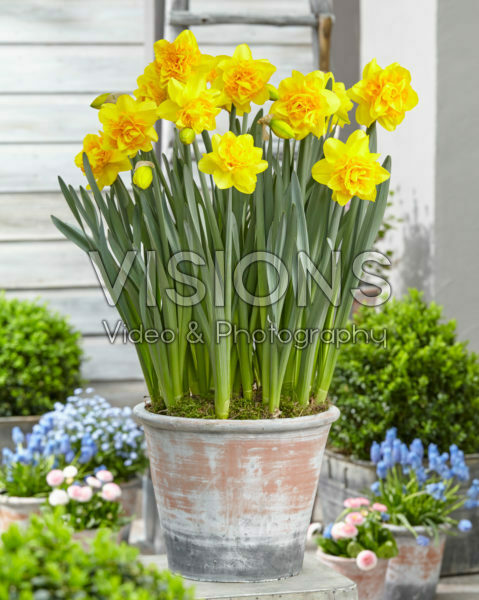 Narcissus Sunday Star Narcissus Sunday Star