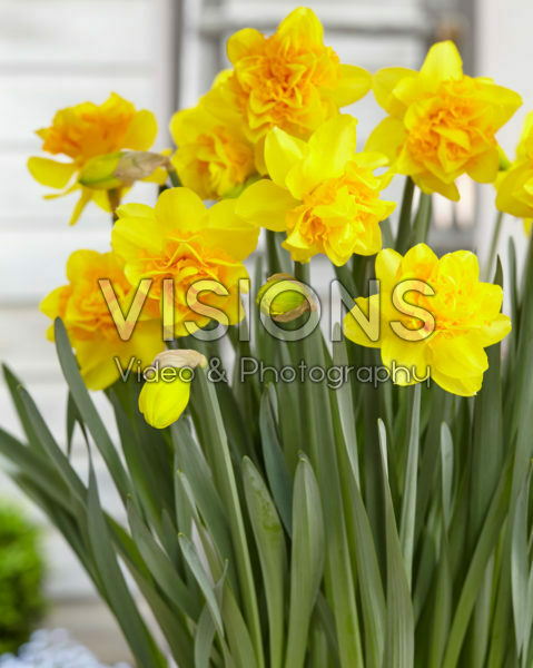 Narcissus Sunday Star Narcissus Sunday Star
