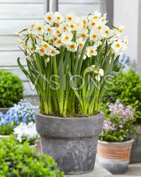Narcissus Geranium Narcissus Geranium