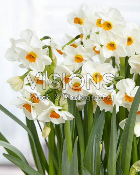 Narcissus Geranium Narcissus Geranium