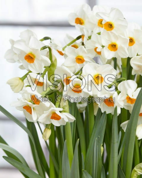 Narcissus Geranium Narcissus Geranium