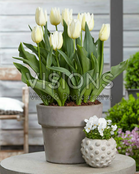 Tulipa Agrass Wit